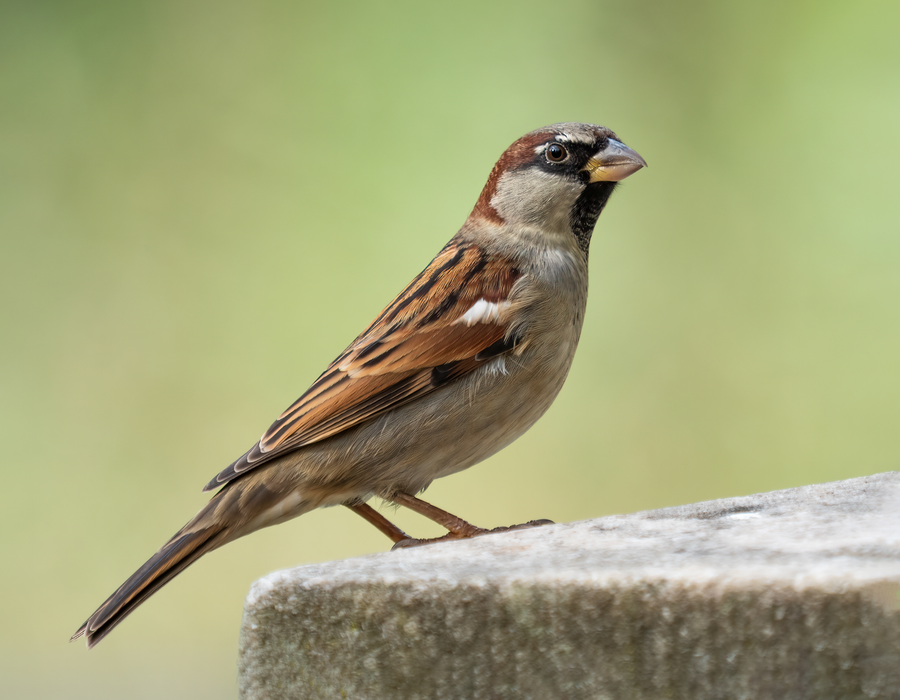 Male house sparrow with grey crown and black bib perched on a brick wall