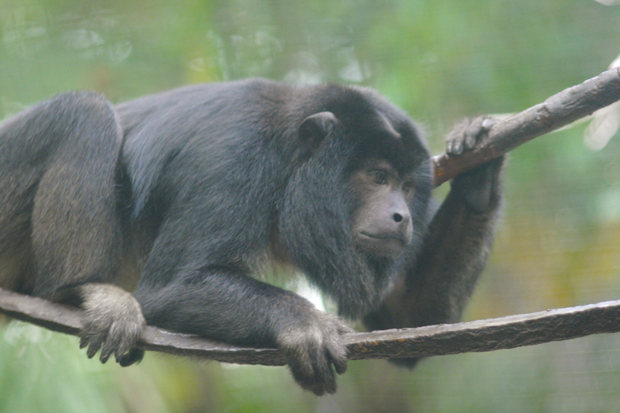 Howler monkey in tropical tree canopy