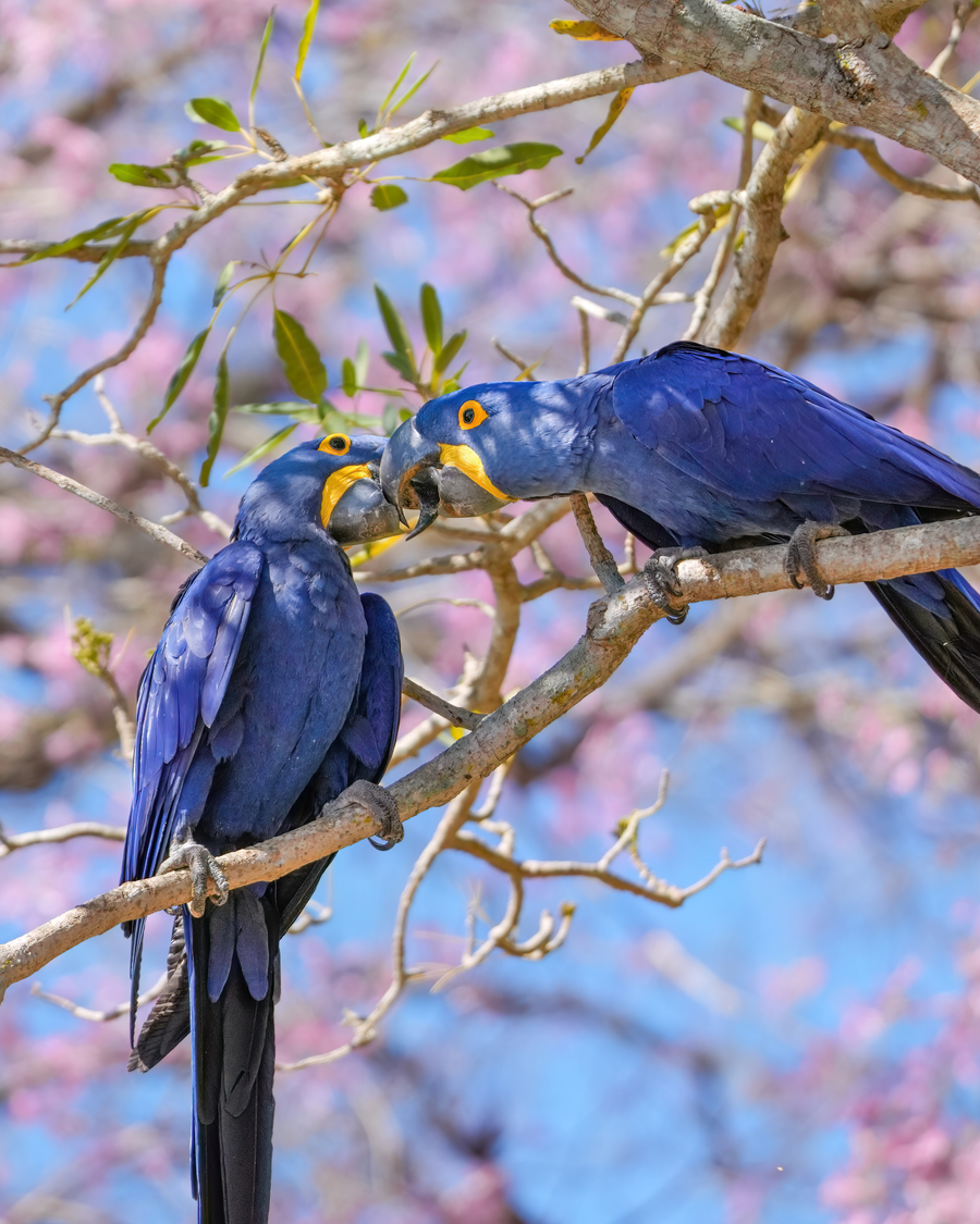 Hyacinth macaw with deep cobalt plumage and yellow eye-ring perched on a palm frond