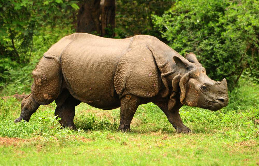 Indian rhinoceros with single horn and armour-plated skin grazing in tall grass