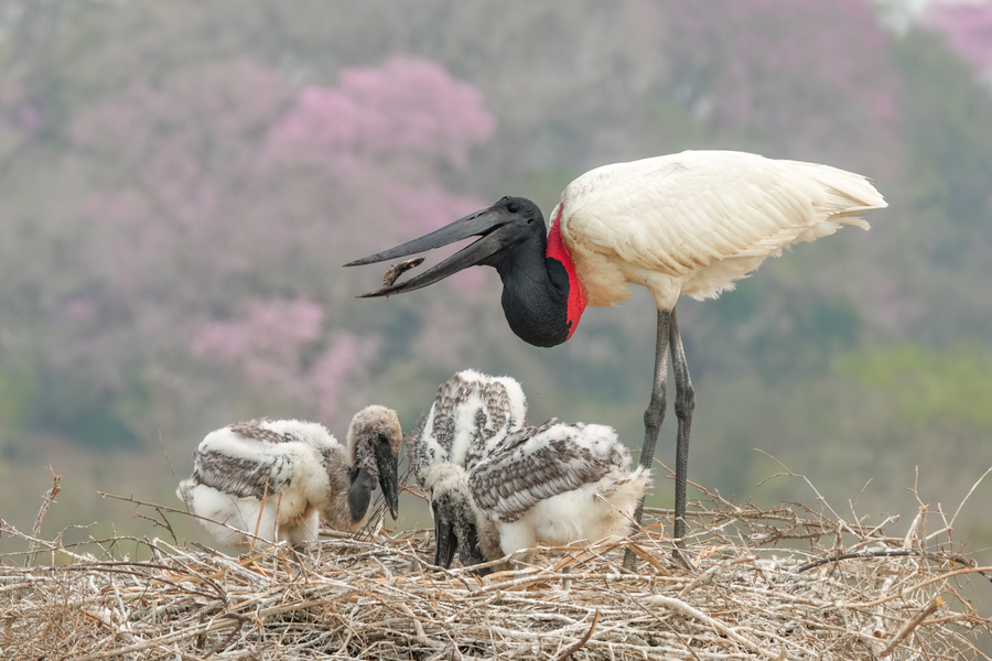 Jabiru stork wading in flooded savanna with black neck, red neck base, and enormous bill
