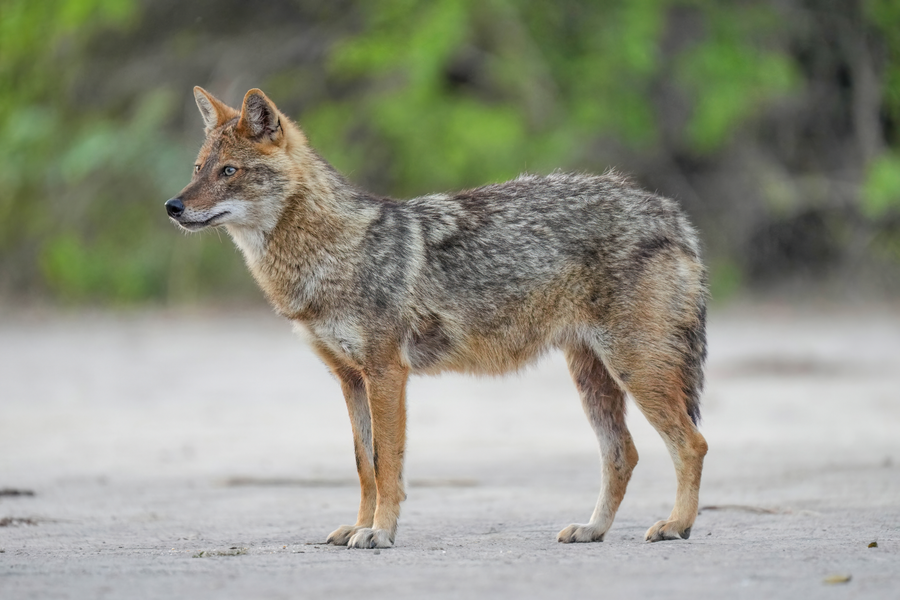 Golden jackal standing alert in dry savanna grass