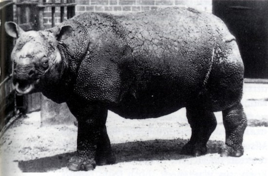 Javan rhinoceros browsing in tropical rainforest undergrowth