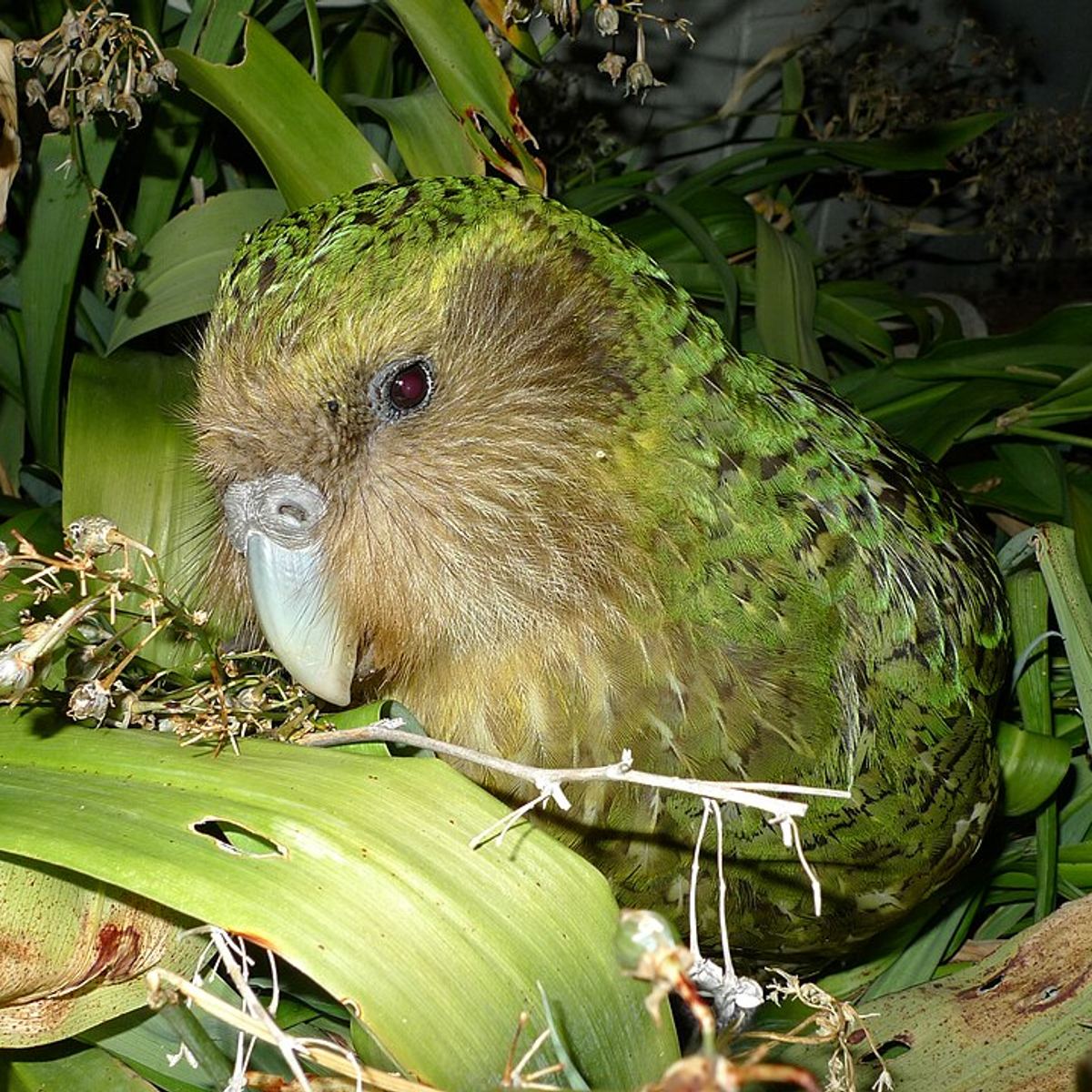 Moss-green kākāpō with owl-like face standing on fern-covered New Zealand forest floor