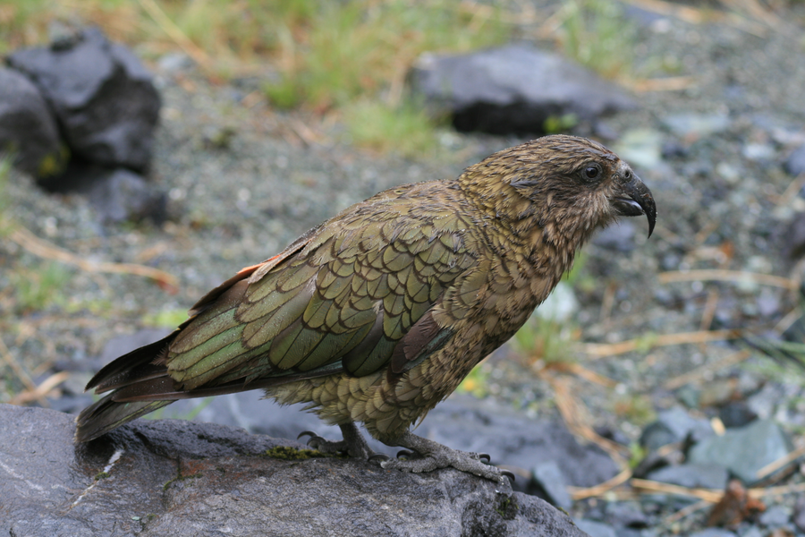 Kea with orange underwing coverts flashing as it perches on alpine scree