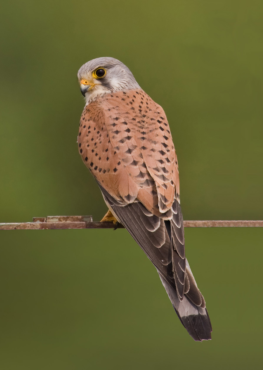 Common kestrel hovering with fanned tail and pointed wings against a pale sky
