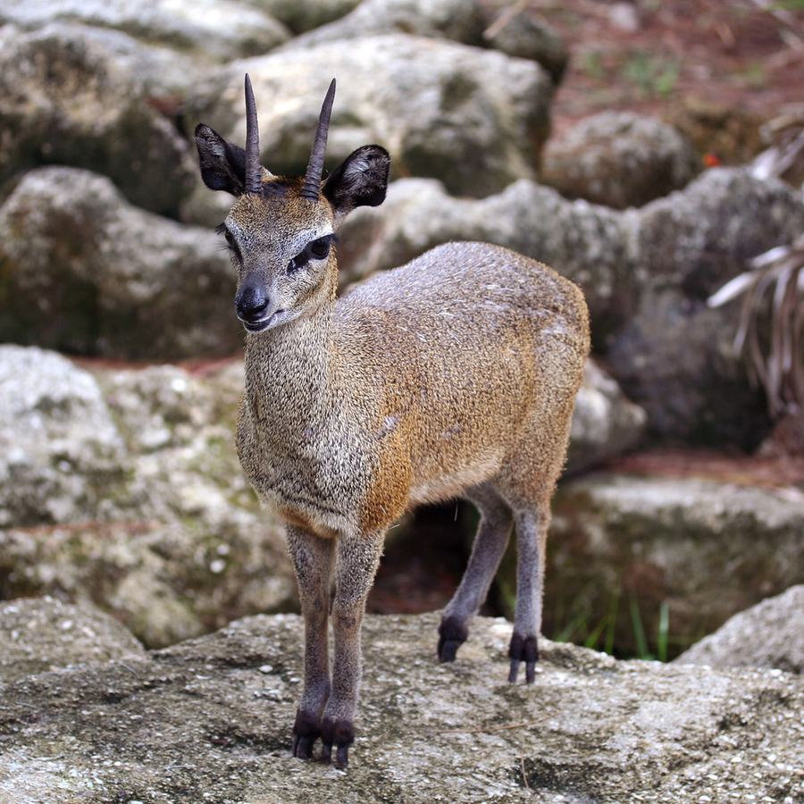 Klipspringer pair standing on granite boulder with upright posture and grizzled golden coat
