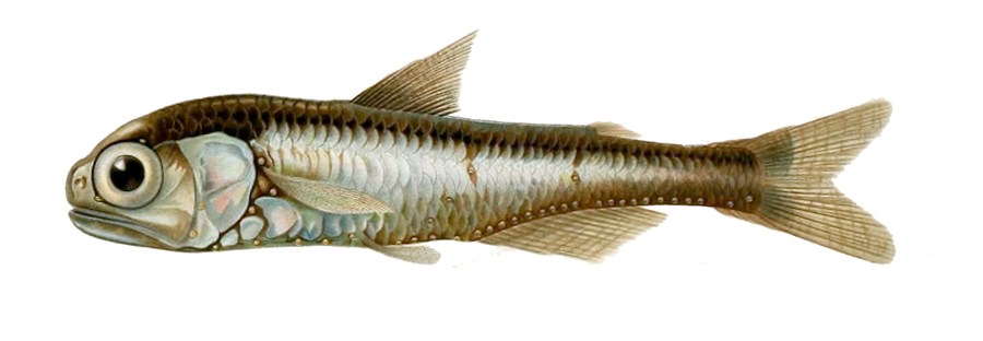 Lanternfish with silver flank and glowing photophore dots in deep Atlantic water