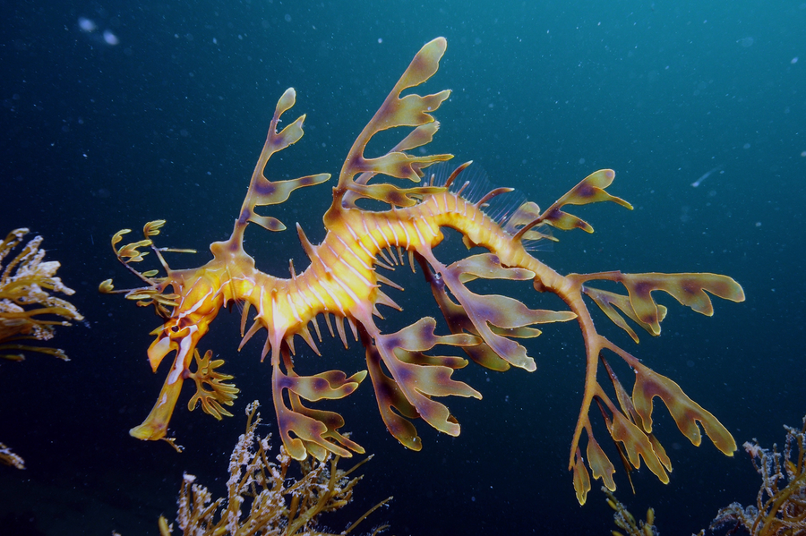 Leafy seadragon with cascading green skin appendages drifting beside brown macroalgae