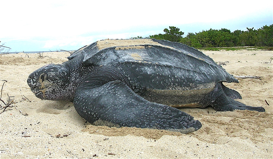 Leatherback sea turtle with ridged leathery shell