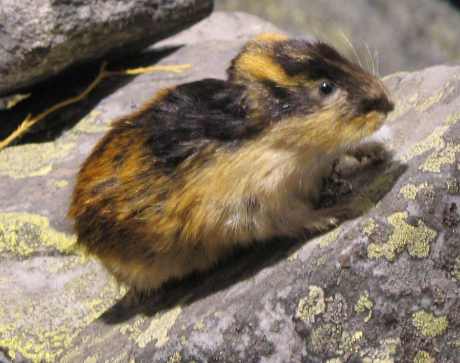 Brown lemming on Arctic tundra