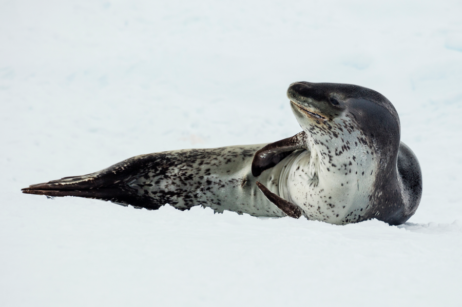Leopard seal on Antarctic ice floe
