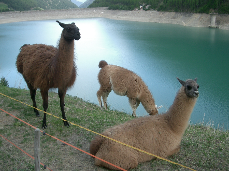 Llama standing in a mountain pasture with long neck and alert ears