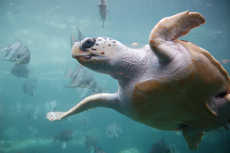 Loggerhead sea turtle swimming in ocean