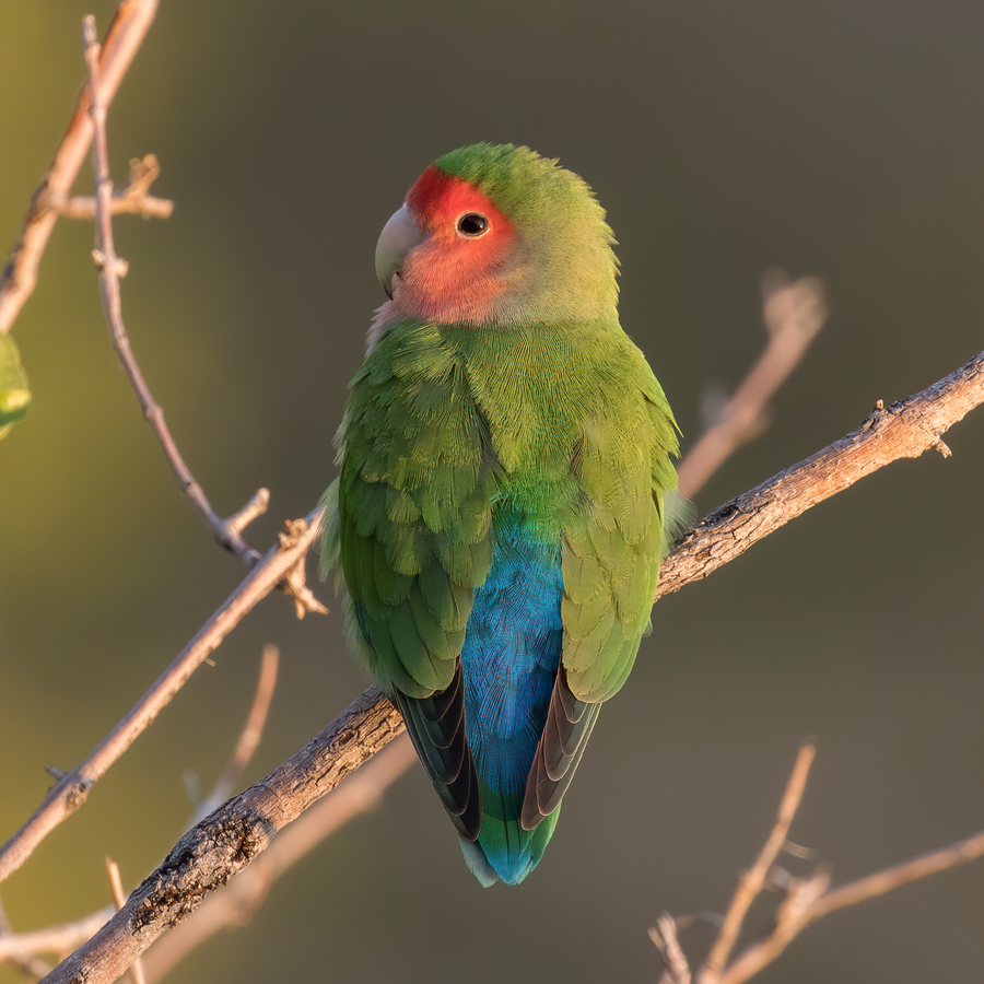 Peach-faced lovebird with rosy face perched on a branch