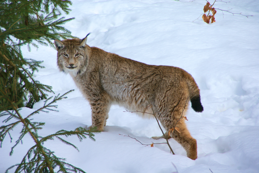 Eurasian lynx with tufted ears in snowy forest