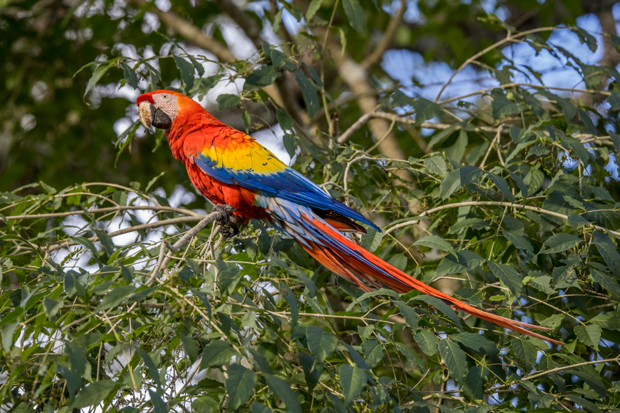 Scarlet macaw with red body and blue-and-yellow wing covert perched on a rainforest canopy branch