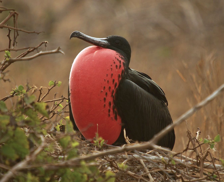 Male magnificent frigatebird with inflated scarlet gular pouch soaring over mangroves
