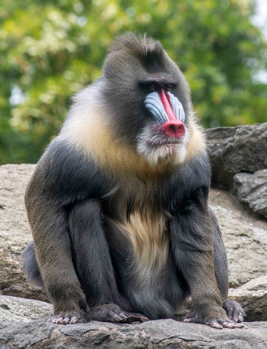 Male mandrill with colourful face ridges