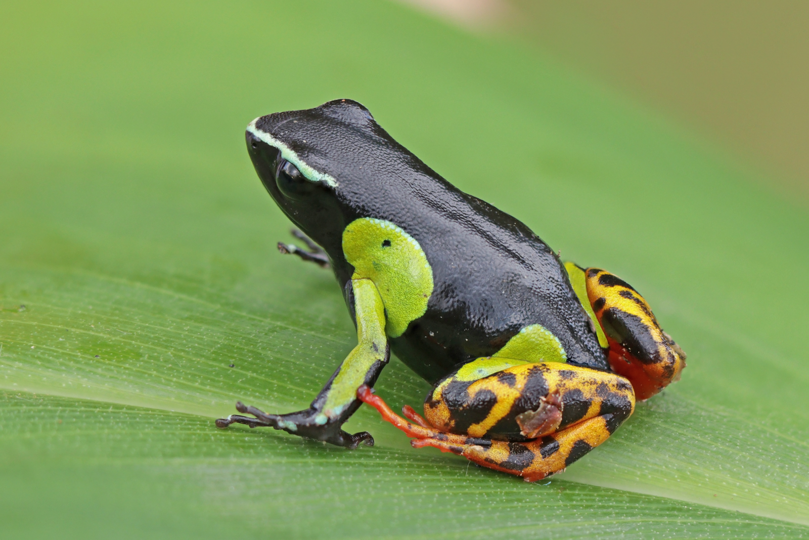 Golden mantella frog on moss with vivid orange skin and black eyes