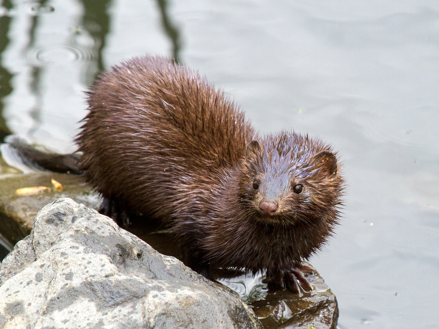 American mink on riverbank
