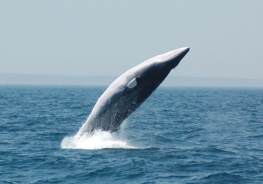 Minke whale surfacing with pointed snout in cold coastal waters