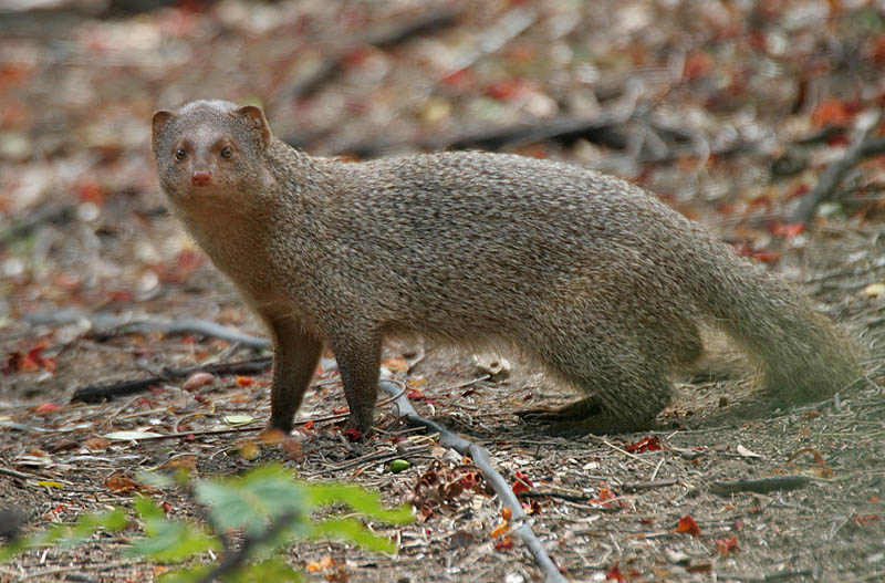 Banded mongoose troop foraging