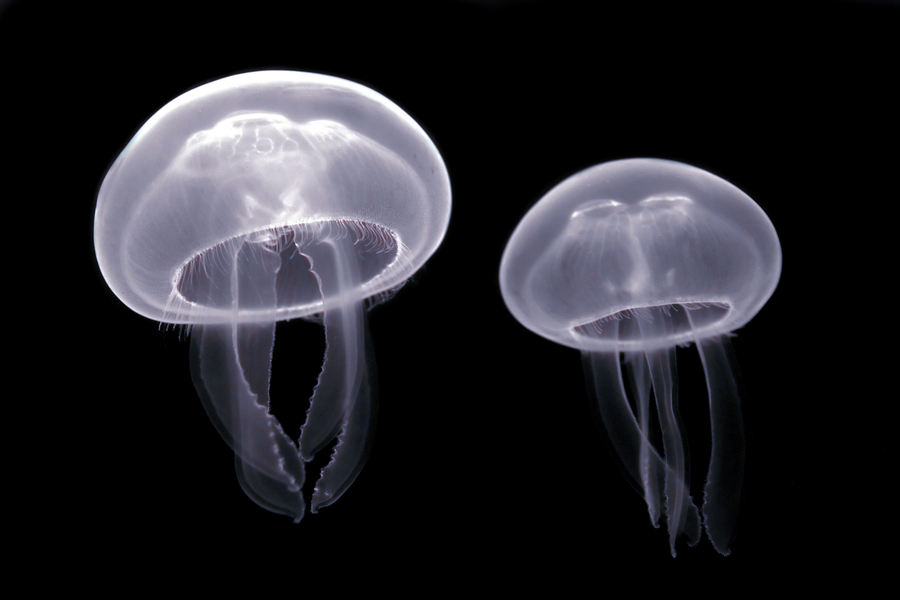 Moon jellyfish pulsing with four pink horseshoe gonads visible through transparent bell
