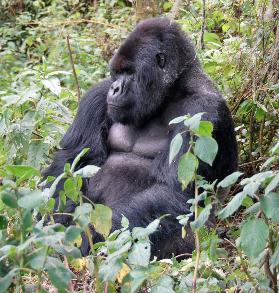 Mountain gorilla silverback in misty cloud forest