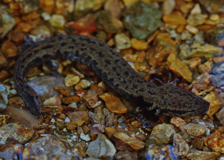 Mudpuppy with bushy red external gills walking on a submerged river rock