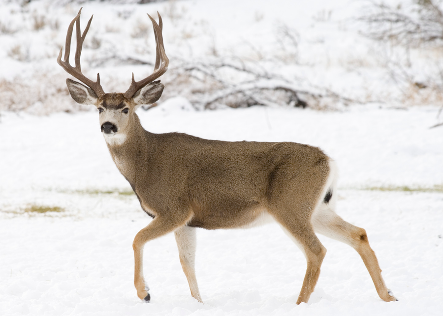 Mule deer buck with large ears in sagebrush country