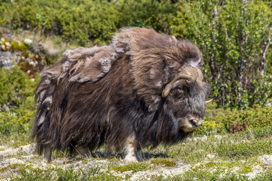 Muskox with curved horns standing on Arctic tundra