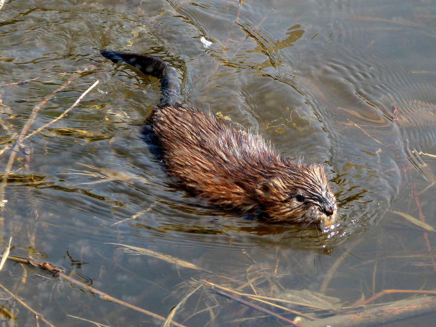 Muskrat with scaly tail swimming in a cattail marsh