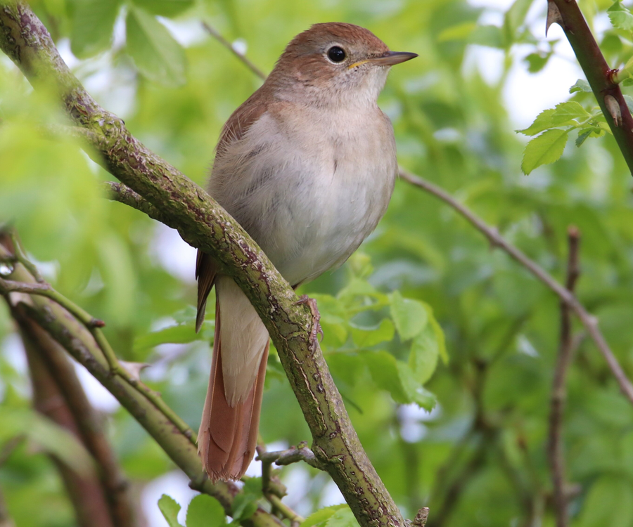 Nightingale perched in dense scrub with plain brown plumage and large dark eye