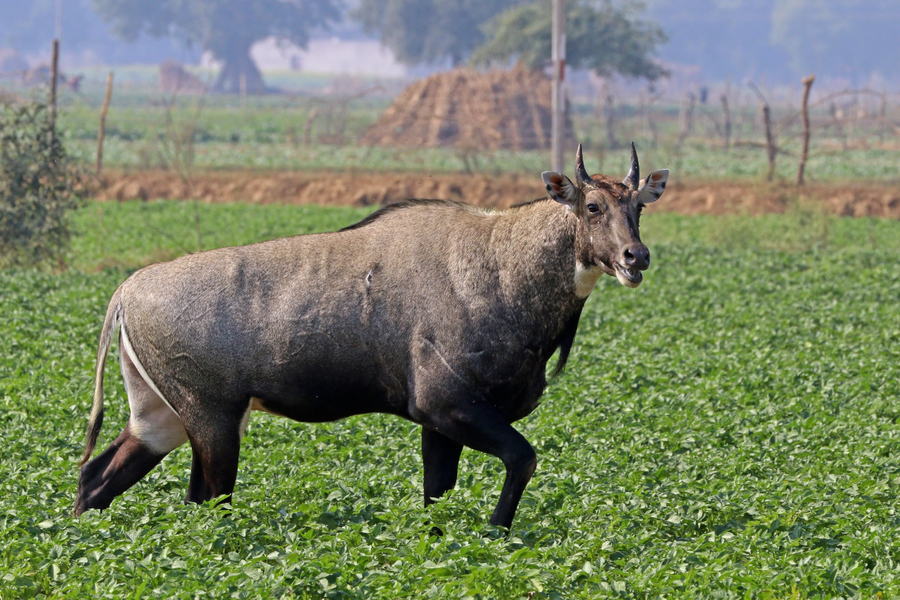 Nilgai bull with slate-blue coat and small horns standing in dry Indian scrub