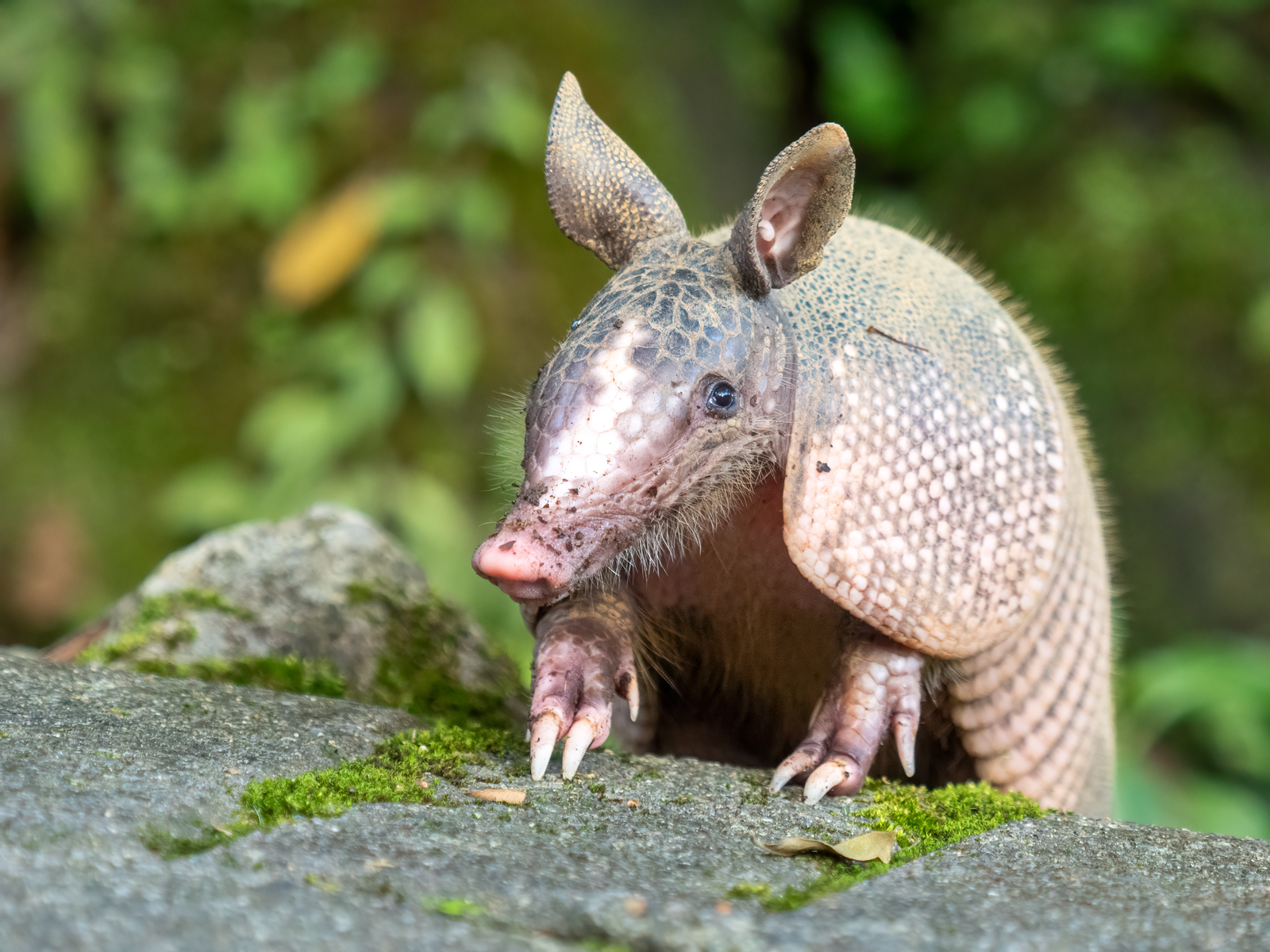 Nine-banded armadillo rooting in leaf litter showing segmented armour plates and long snout