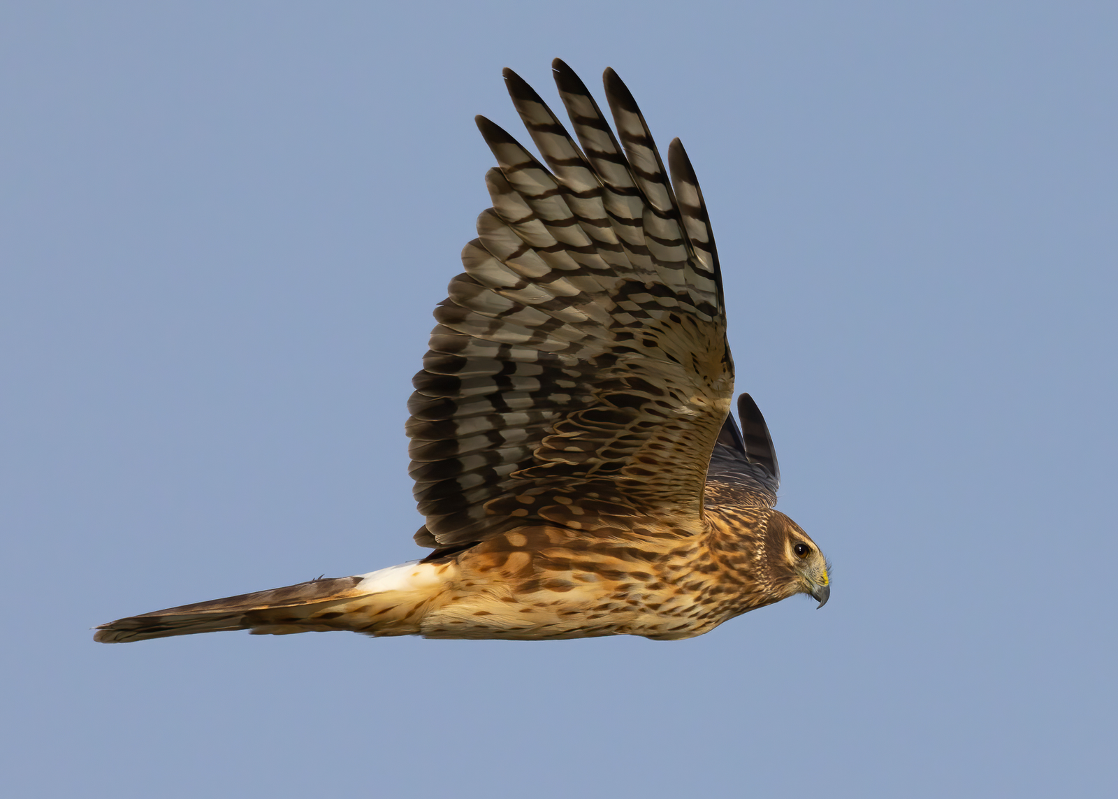 Northern harrier gliding low over a marsh with white rump patch and owl-like facial disc visible