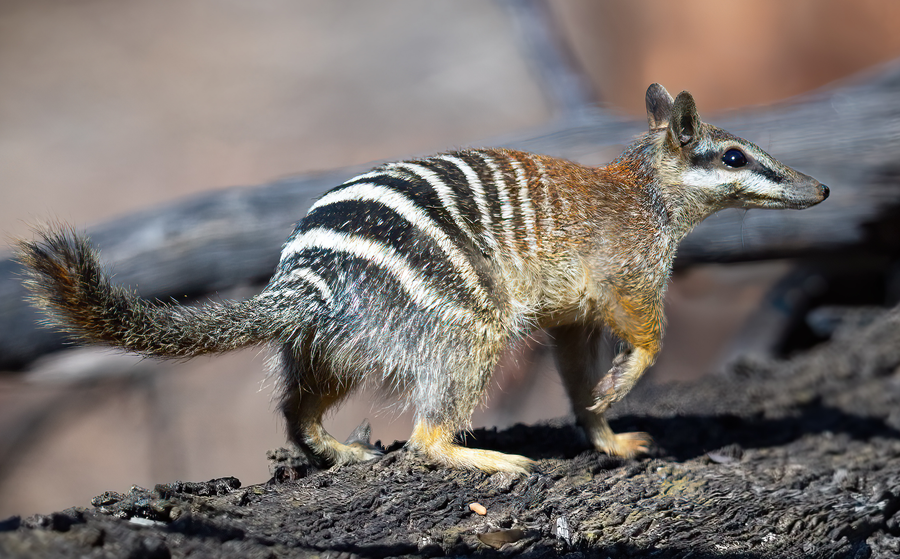 Numbat with white transverse stripes and bushy tail foraging on sunlit wandoo woodland floor