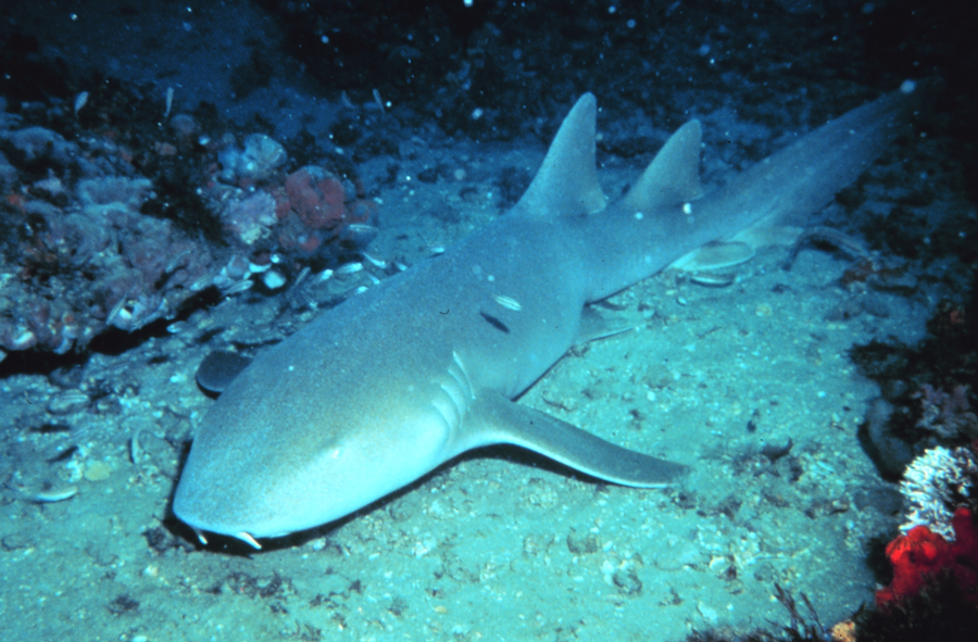 Nurse shark resting on sandy seabed