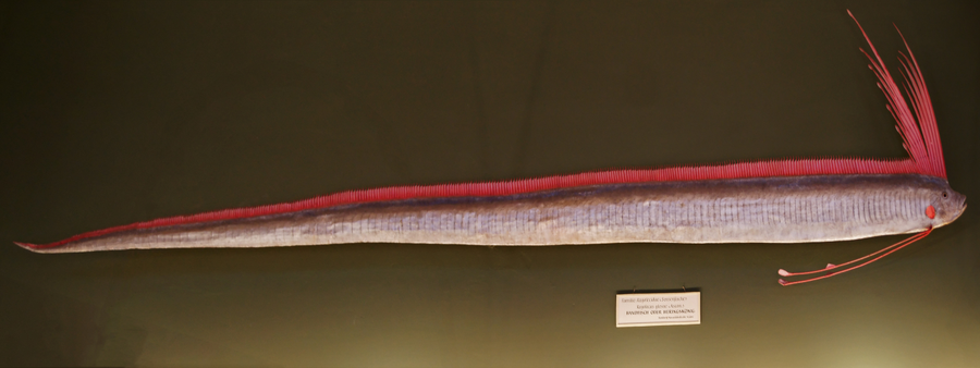 Silver oarfish with red dorsal crest swimming vertically in open blue water