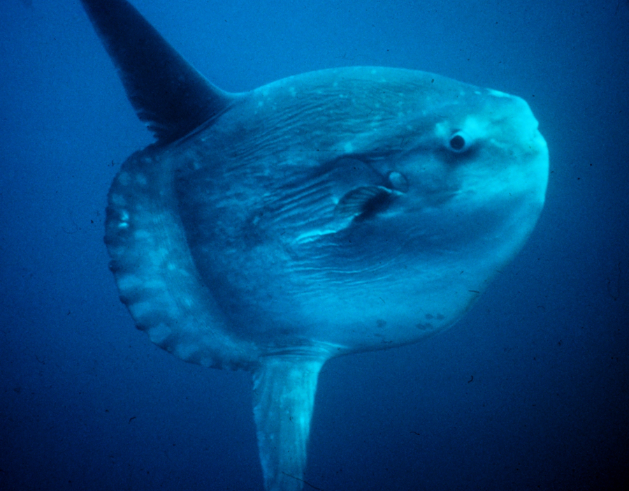 Ocean sunfish basking at sea surface