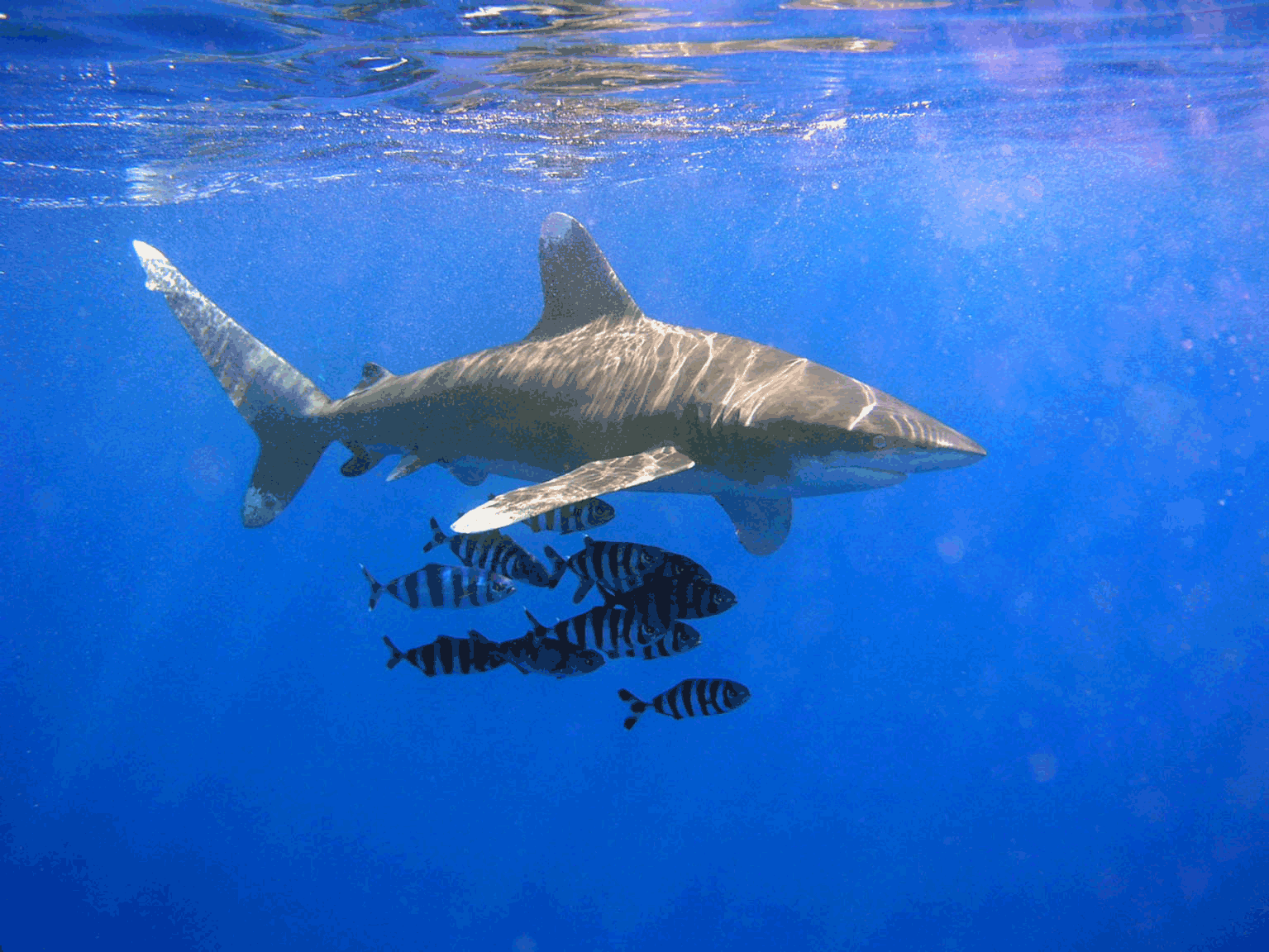 Oceanic whitetip shark with rounded dorsal fin and mottled white-tipped pectoral fins in blue water