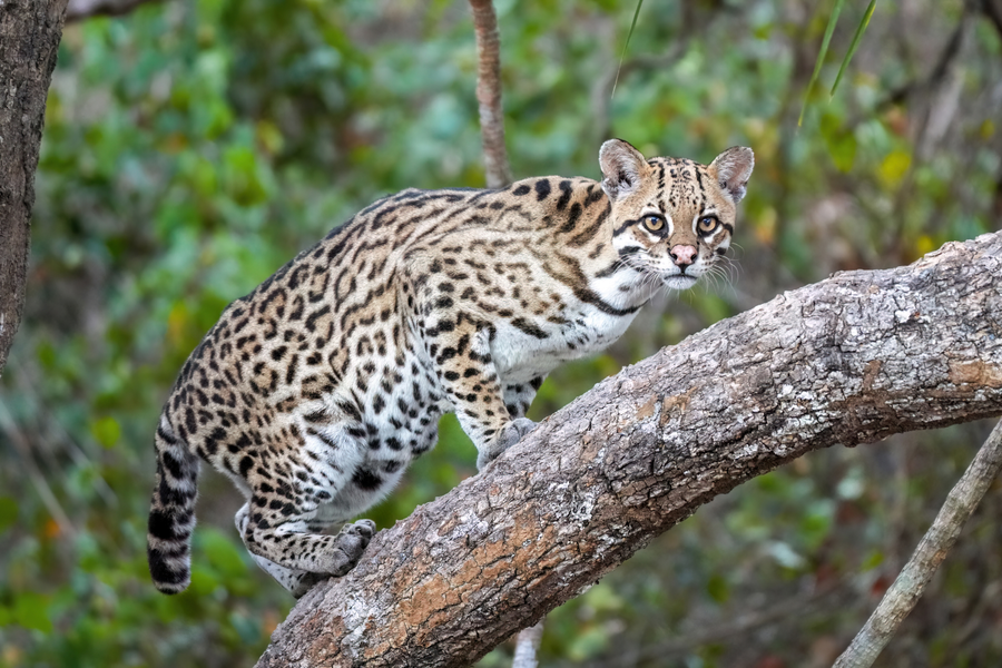Ocelot with rosetted coat in dappled forest light