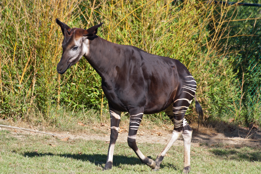 Okapi with striped legs standing in Congo rainforest understorey