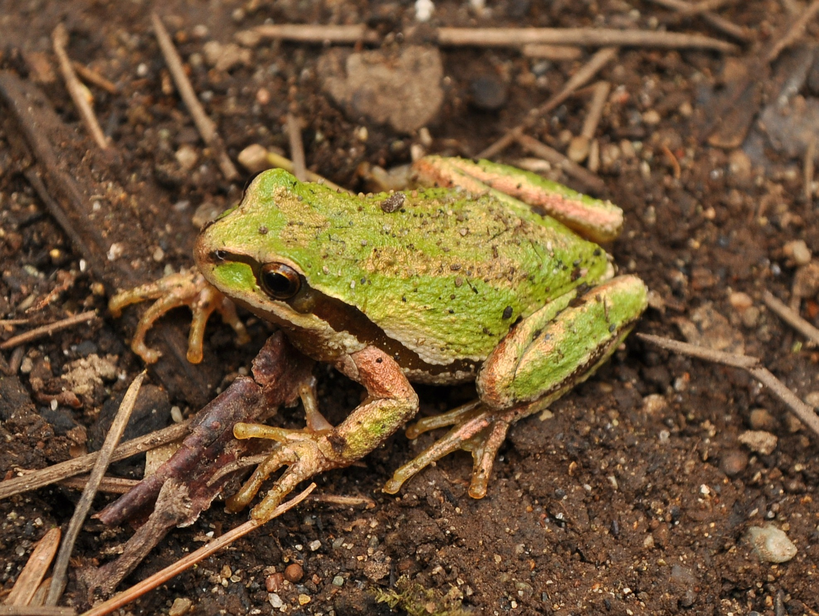 Pacific tree frog on coastal fern with dark eye stripe and green or brown skin