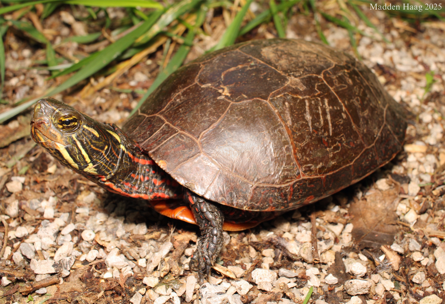 Painted turtle basking on log in pond