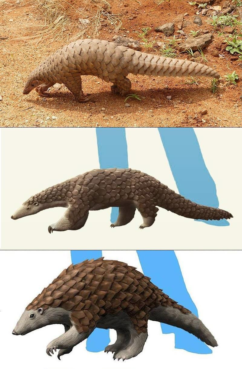 Pangolin curled into a defensive ball showing keratin scales