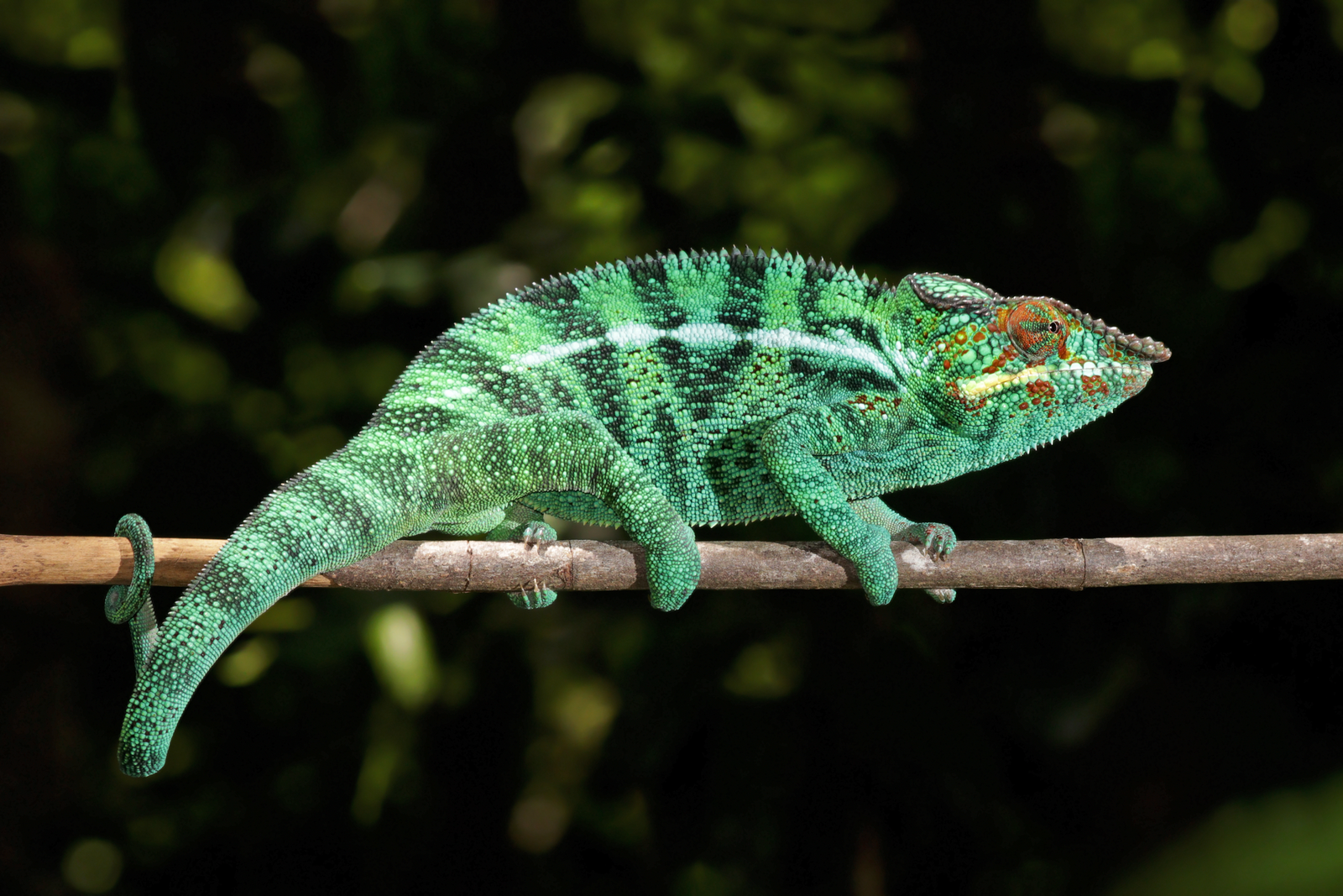 Male panther chameleon gripping branch with turquoise and red bands and independently swivelled eyes
