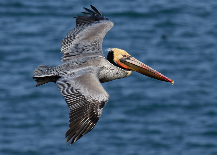 Brown pelican diving into ocean for fish