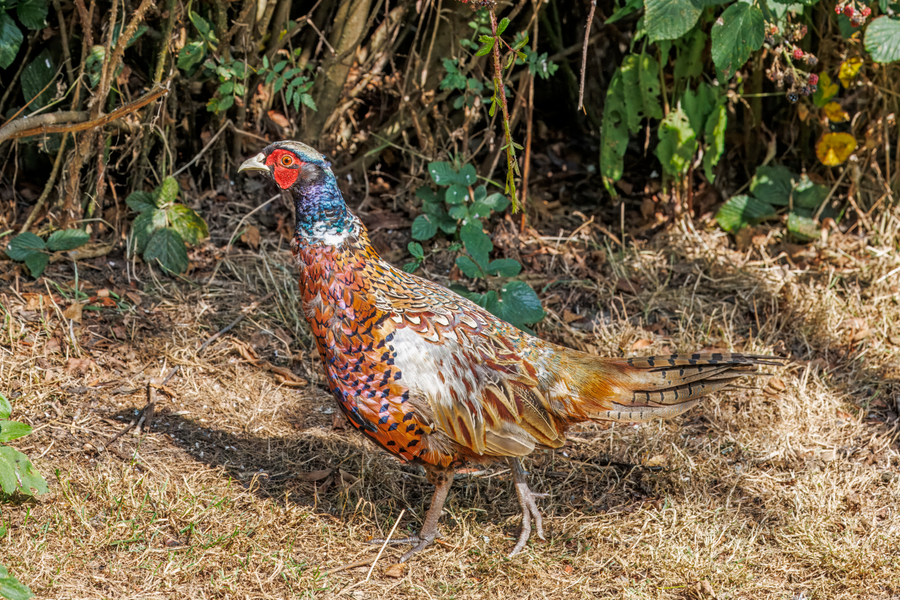 Male ring-necked pheasant with long tail in autumn field